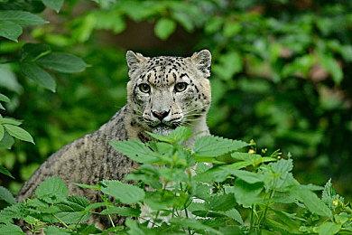 《莎木》开发者新作手游《Air Twister》公布